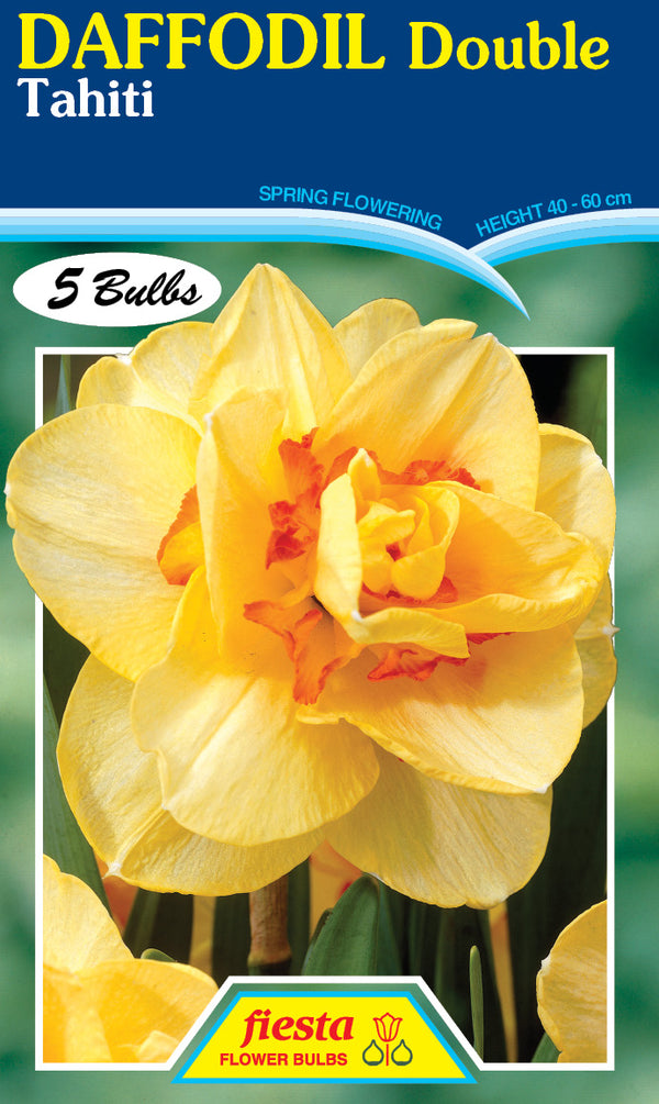 Daffodil Double Tahiti