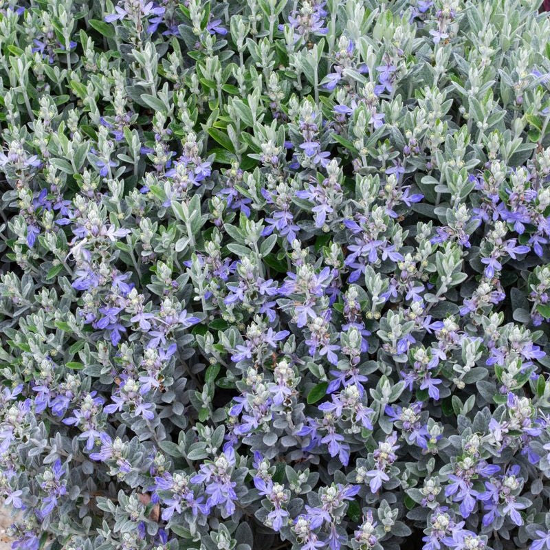 Teucrium 70cm Standard