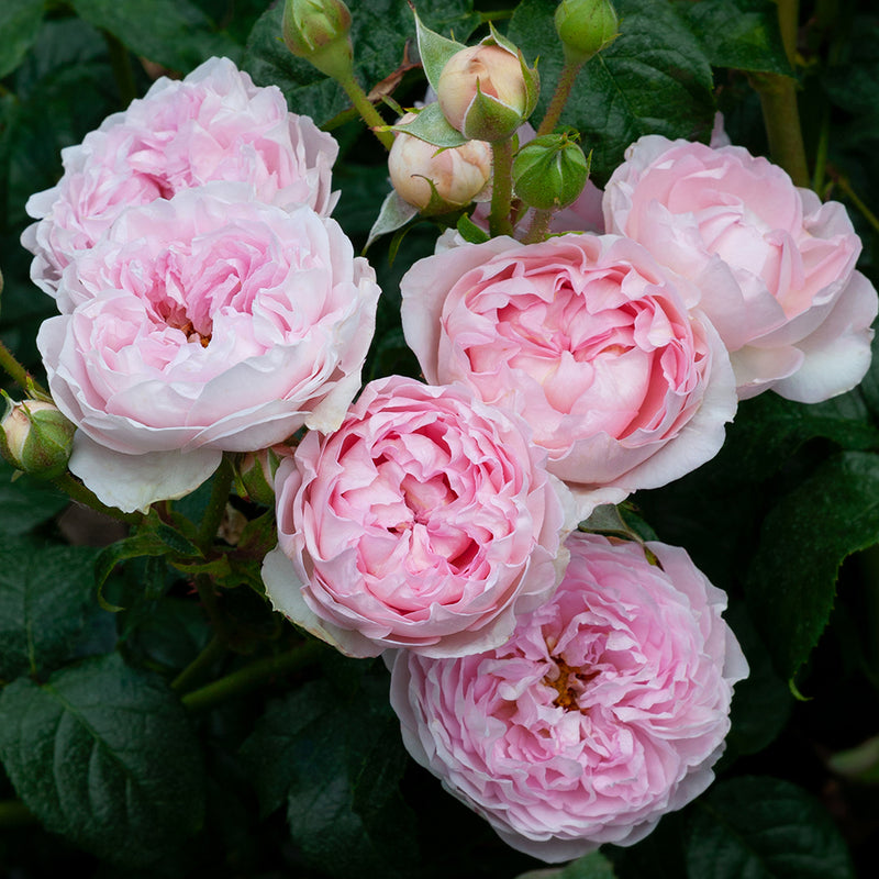 Rose The Sarjeant Rose