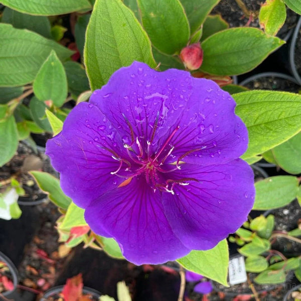 Tibouchina grandiflora