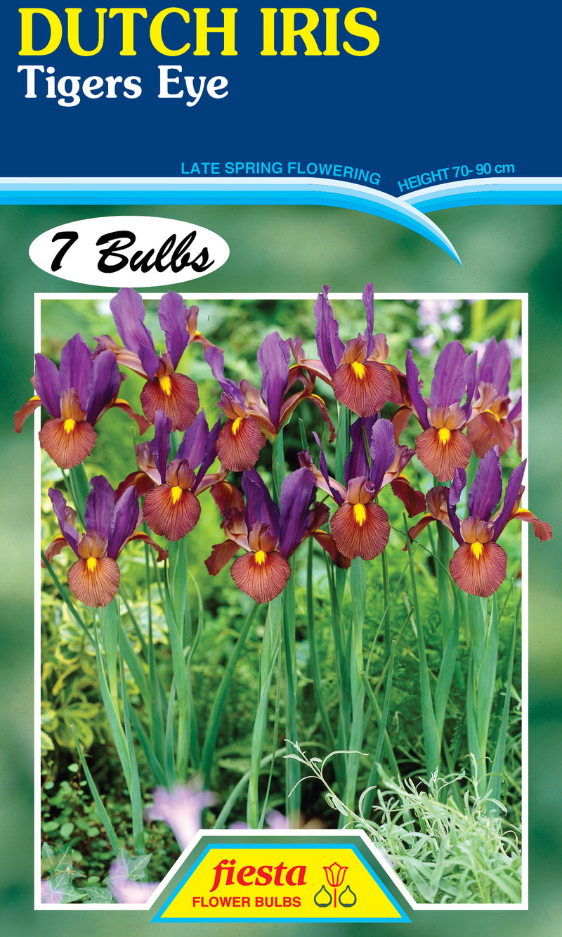 Dutch Iris Tiger Eye