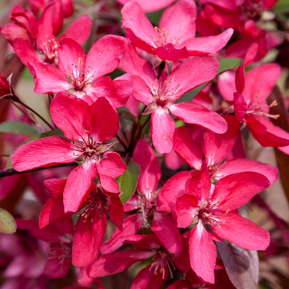 Malus ‘TOM MATTHEWS’