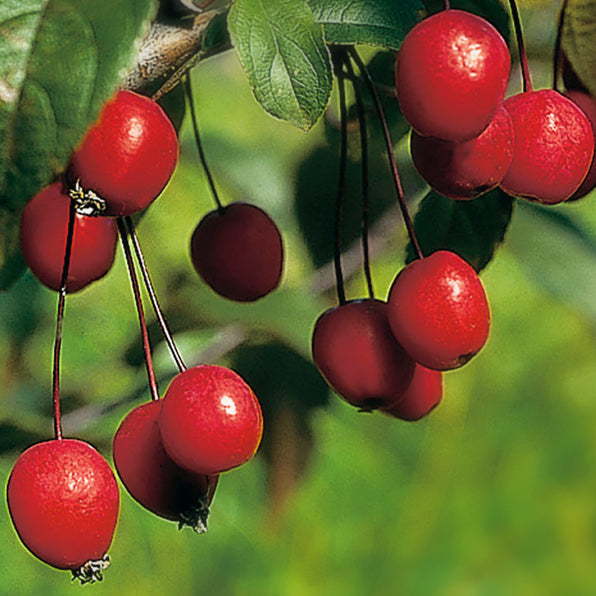Malus ‘TOM MATTHEWS’