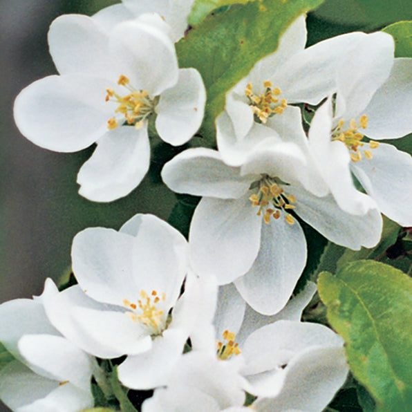Malus ‘TOM'S FLECK’