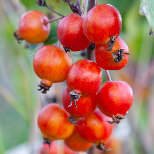 Malus ‘TOM'S FLECK’