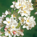 Malus ‘TOM'S GOLD’