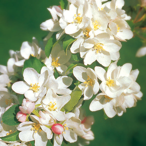 Malus ‘TOM'S GOLD’