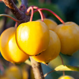 Malus ‘TOM'S GOLD’