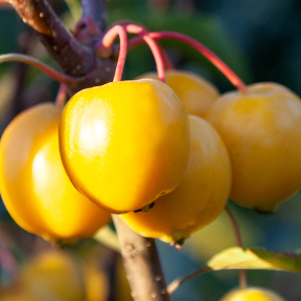 Malus ‘TOM'S GOLD’