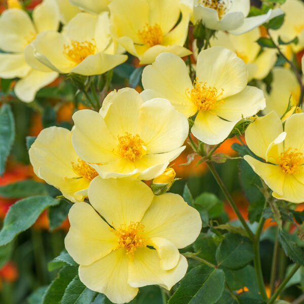 Rose Tottering By Gently