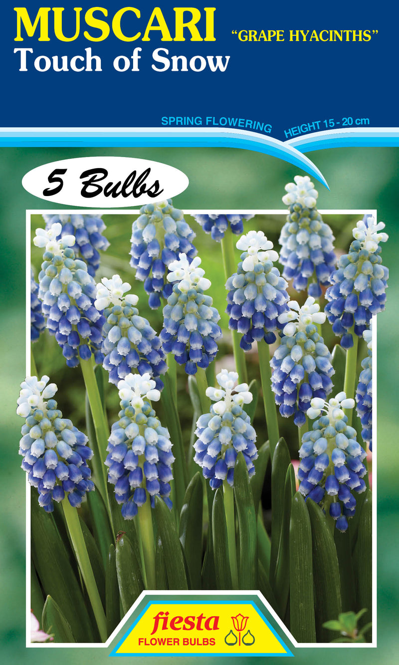 Muscari Touch of Snow