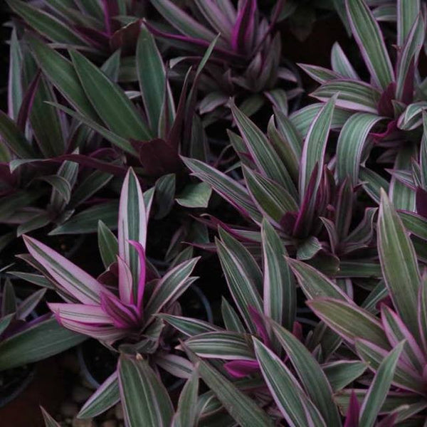 Tradescantia Rhoeo Spathacea