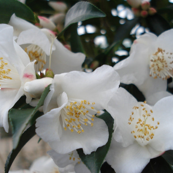 Camellia Transnokoensis