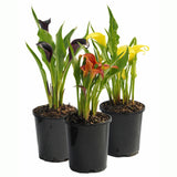 Zantedeschia spp. | Calla lily