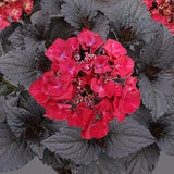 Hydrangea | Tuxedo Black Tie