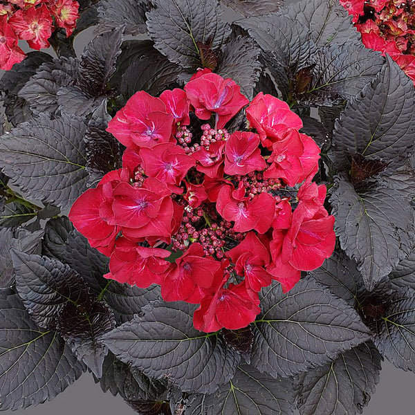 Hydrangea | Tuxedo Black Tie