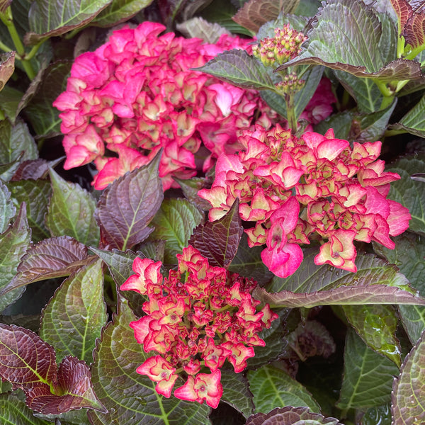 Hydrangea Tuxedo Red