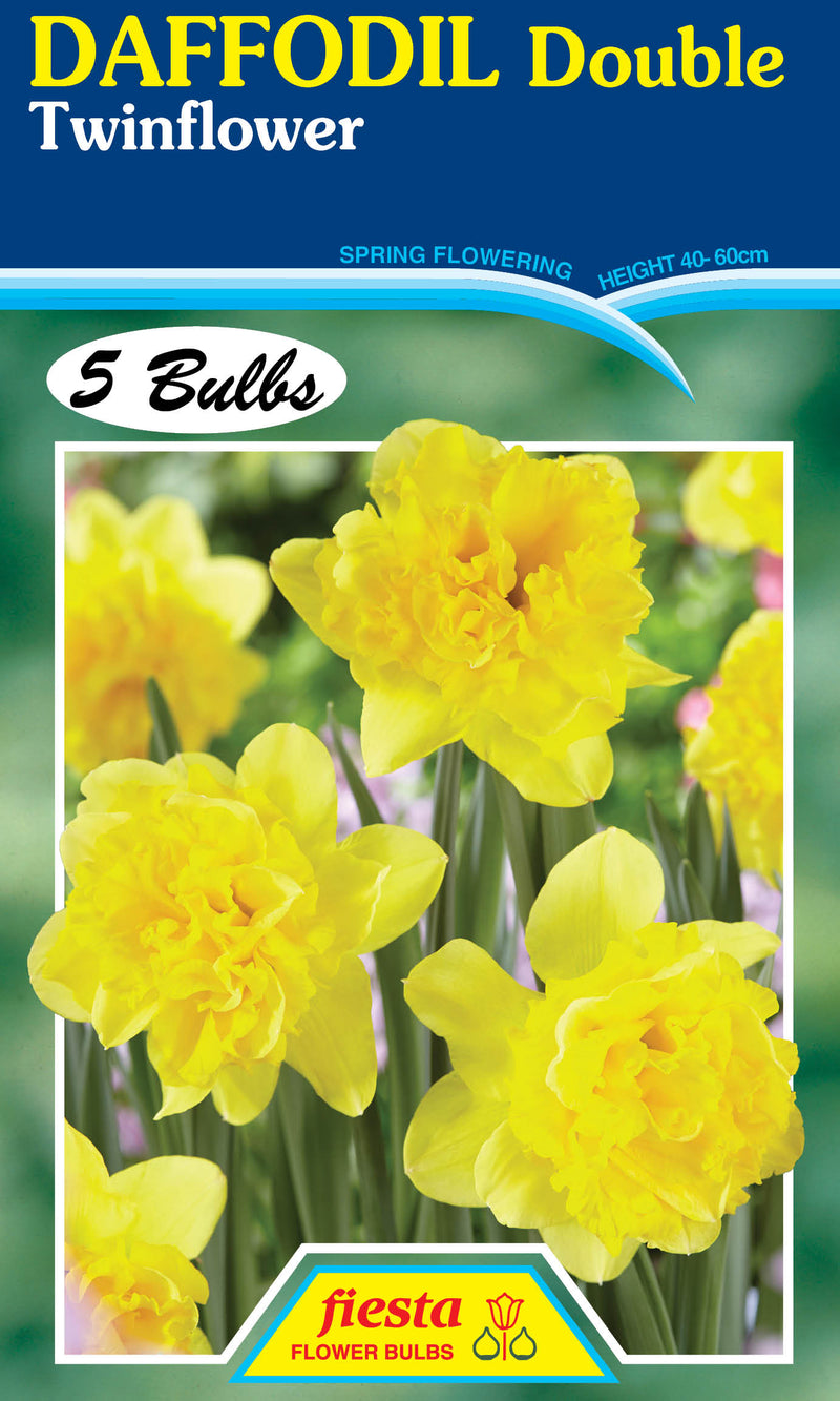 Daffodil Double Twinflower