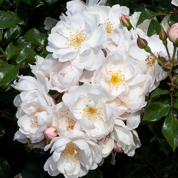 Patio Standard Rose Twinkle