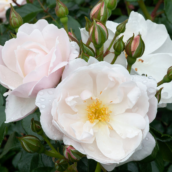 Patio Standard Rose Twinkle