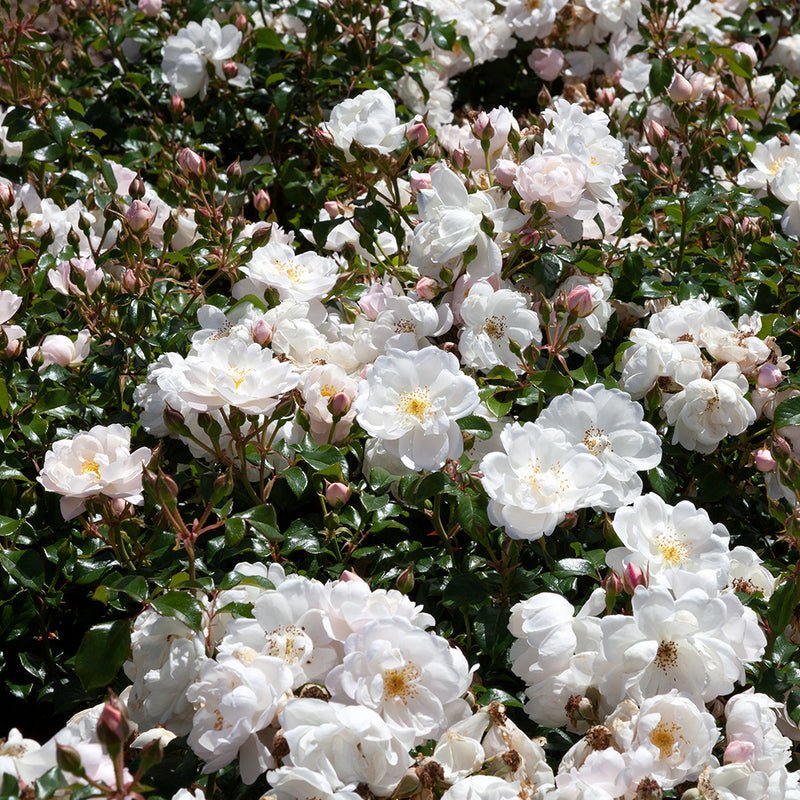 Patio Standard Rose Twinkle