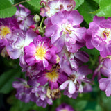 Climbing Rose Veilchenblau
