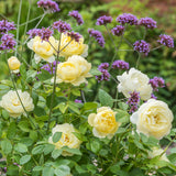 Rose Vanessa Bell