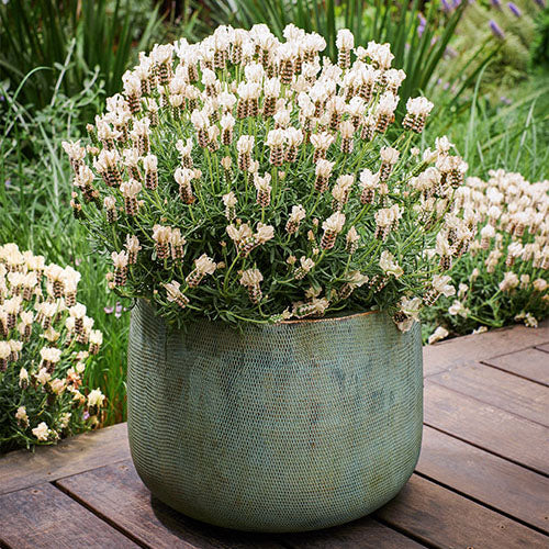 Lavender ‘Vanillaberry Ruffles’