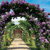 Climbing Rose Veilchenblau