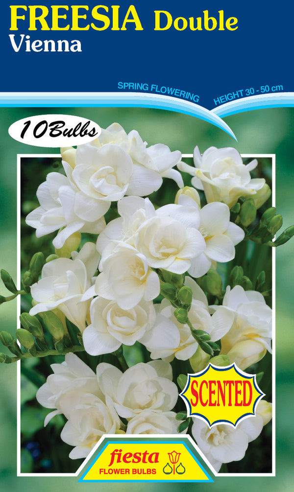 Freesia Double Vienna