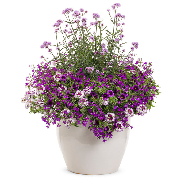 Verbena Meteor Shower