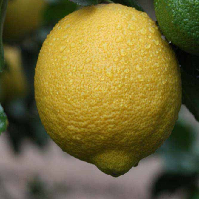 Lemon Villa Franca