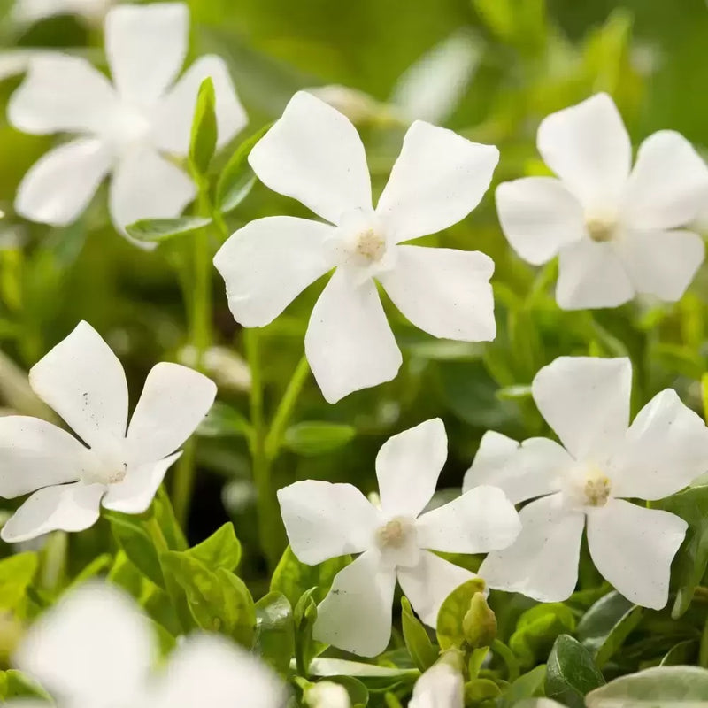 Vinca Gertrude Jekyll