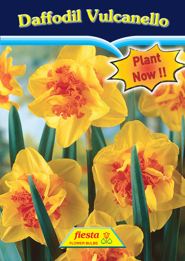 Daffodil Vulcanello - New Release 2025 EXCLUSIVE