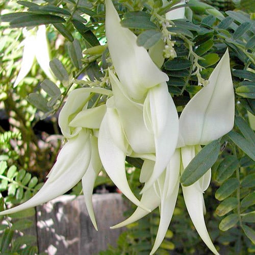 Clianthus Puniceus Albus
