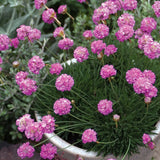 Armeria 'Pretty Petite'