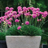 Armeria 'Pretty Petite'