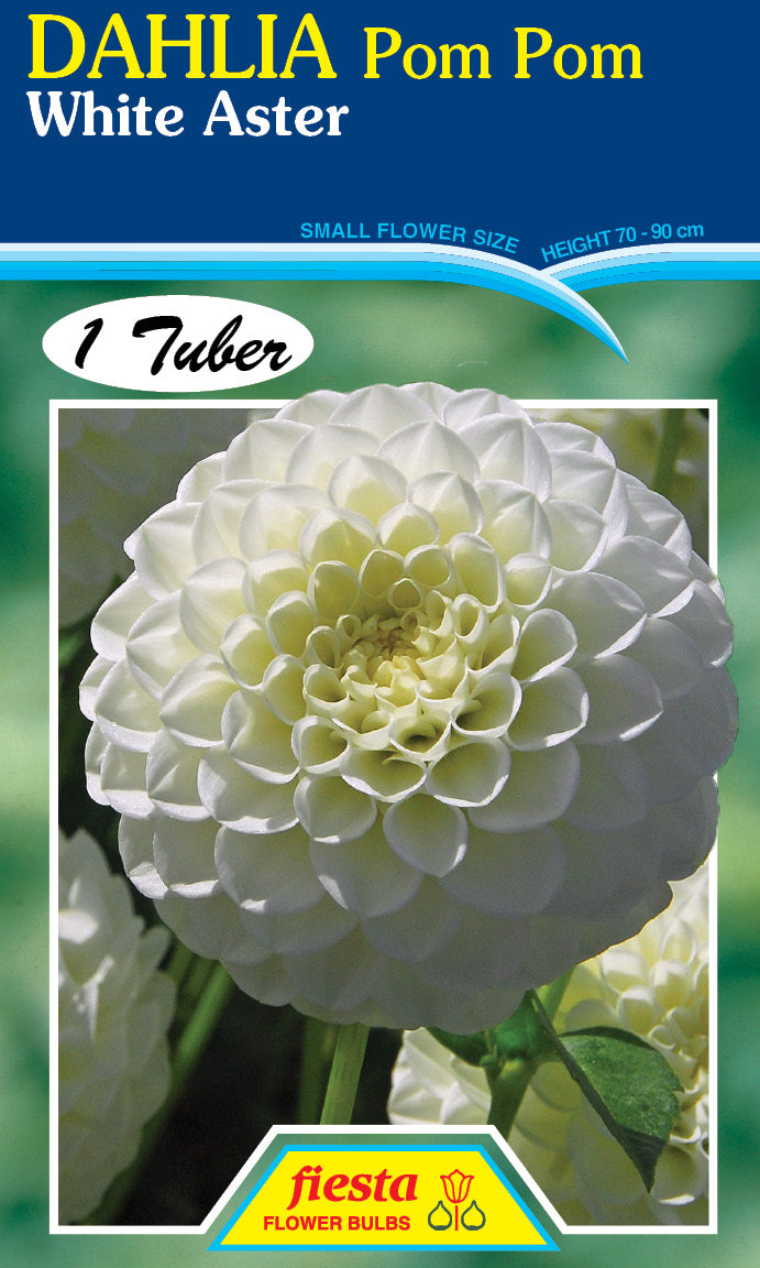 DAHLIA 'White Aster'