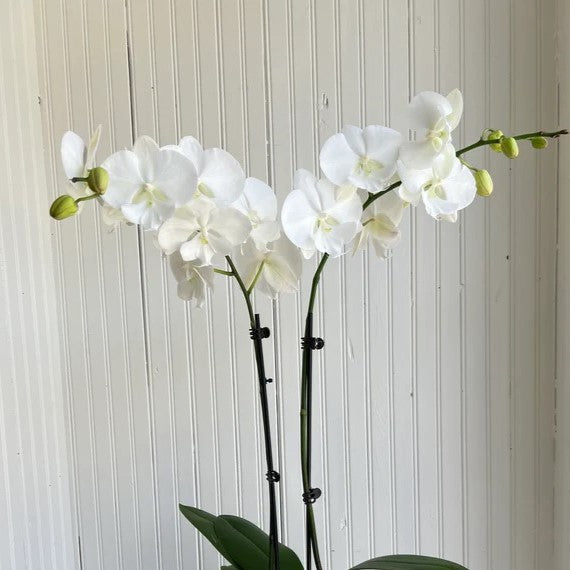 Phalaenopsis Orchid White Double