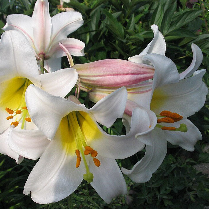 Lilium Regale Bulb [Single]