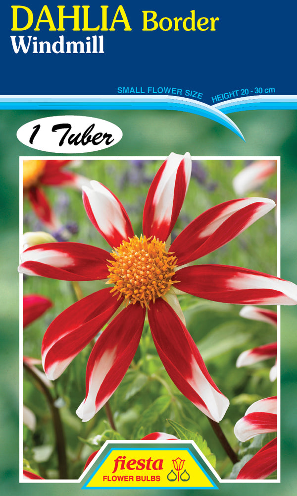 DAHLIA 'Windmill'