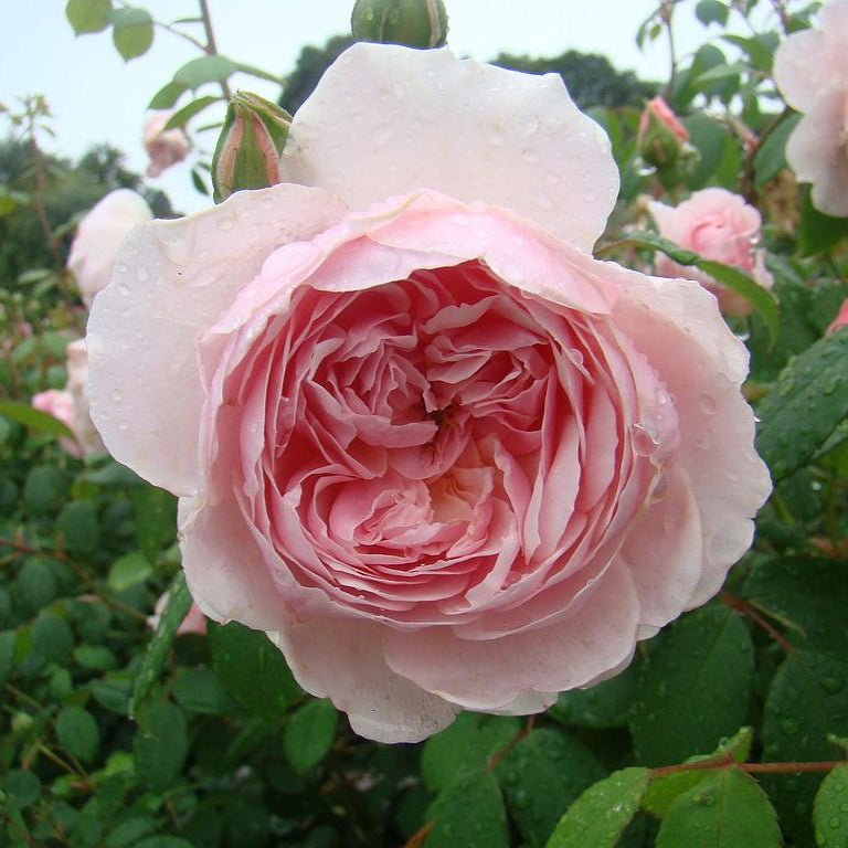 Rose Wisley 2008