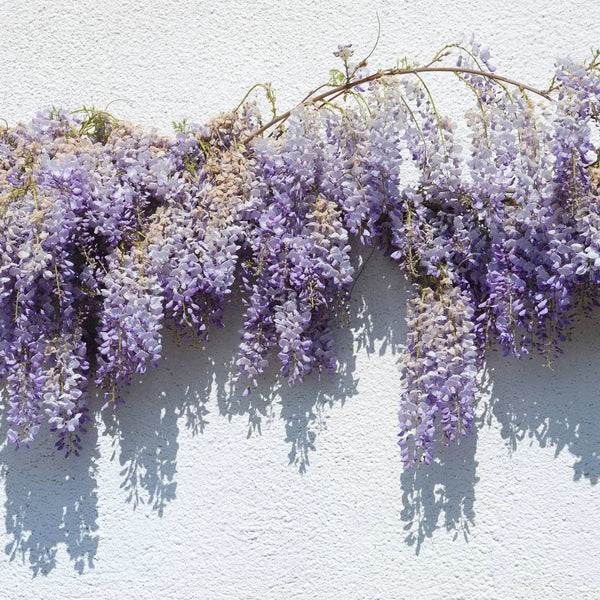 Wisteria 'Amethyst'