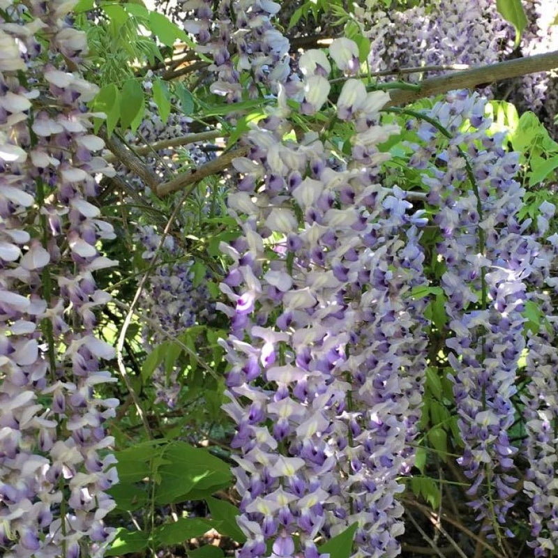 Wisteria Geisha