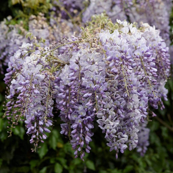 Wisteria Lavender Lace