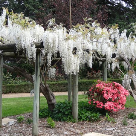 Wisteria Snow Showers