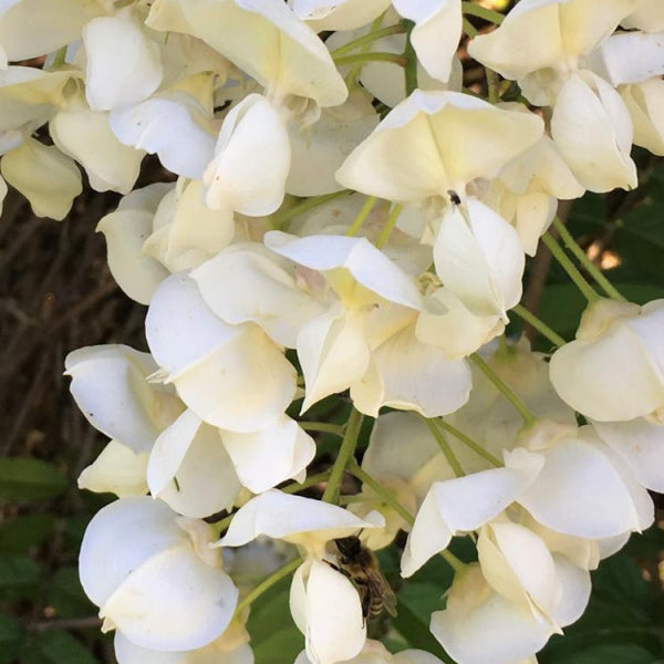 Wisteria White Silk