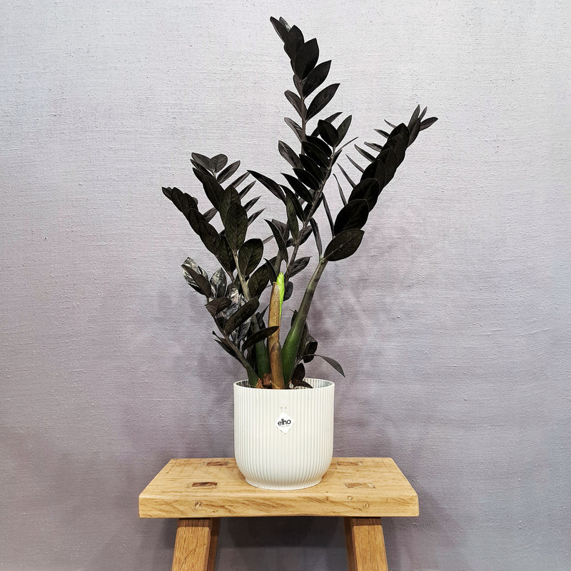 Zamioculcas zamiifolia 'Raven'