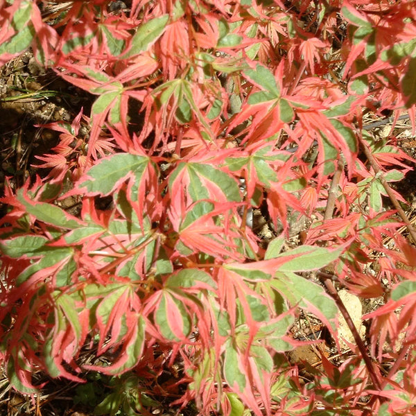 ACER 'BENI SCHICHIHENGE’