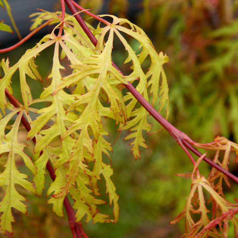 ACER 'MOSS GOLD’ 90/100 TOPIARY